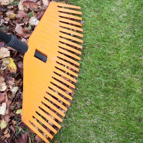 Leaf Cleanup